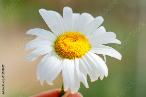 chamomile flower. the concept of medicinal herbs  summer mood