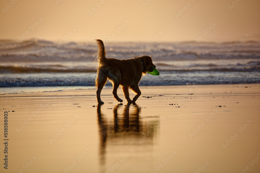 dog playing on the beach dog playing on the beach