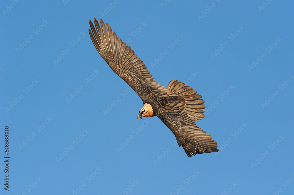 Obraz premium Gypaète Barbu