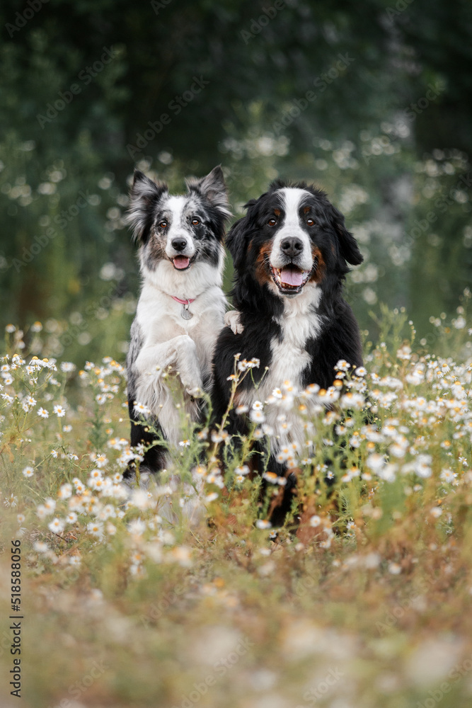 border collie dog and bernese mountain dog