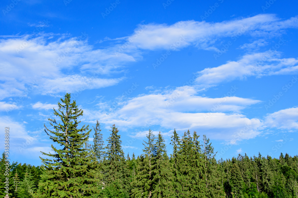 Landscape with many large green trees and fir trees in a forest at at mountains, in a sunny summer day, beautiful outdoor monochrome background.