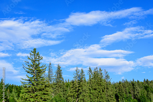 Landscape with many large green trees and fir trees in a forest at at mountains, in a sunny summer day, beautiful outdoor monochrome background.