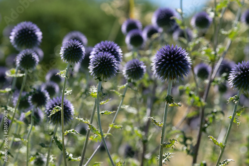 Ruthenian globe thistle, also known as Echinops bannaticus, growing amongst grasses, photographed during a heatwave in Villandry in the Loire Valley, France.