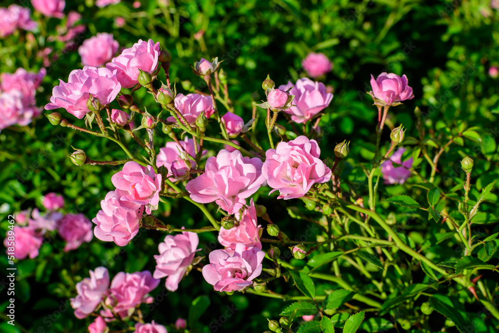 Large green bush with many fresh vivid pink roses and green leaves in a garden in a sunny summer day, beautiful outdoor floral background photographed with soft focus. Large green bush with many fresh vivid pink roses and green leaves in a garden in a sunny summer day, beautiful outdoor floral background photographed with soft focus.