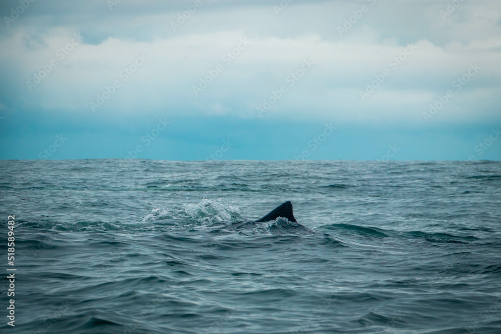 Fototapeta premium whale in the Pacific Ocean