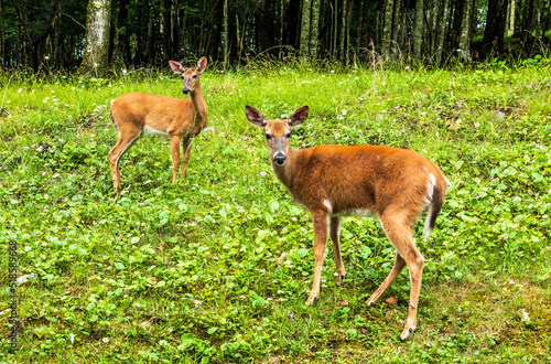 Two Deer in North Carolina