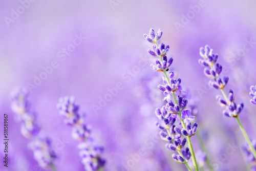 Purple background with blooming lavender flowers