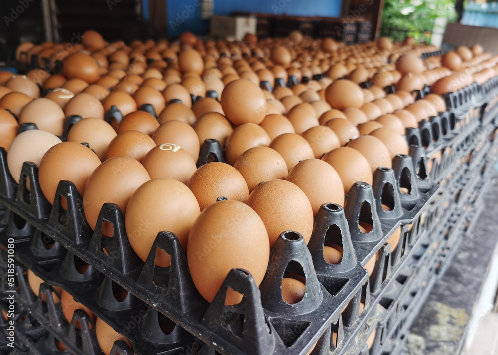 Eggs are expensive during economic downturn, high oil prices, inflation.