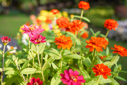 Fresh flowers and lush green leaves bloom in the garden.