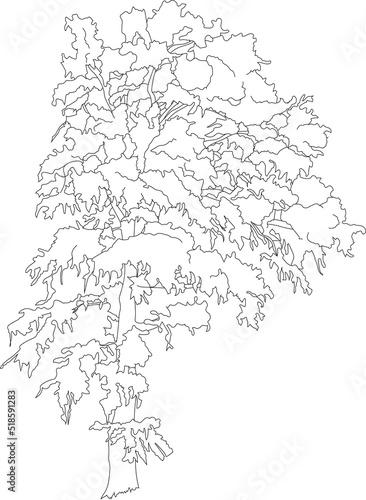 Big eucalyptus line art tree. Vector isolated tree cutout. 