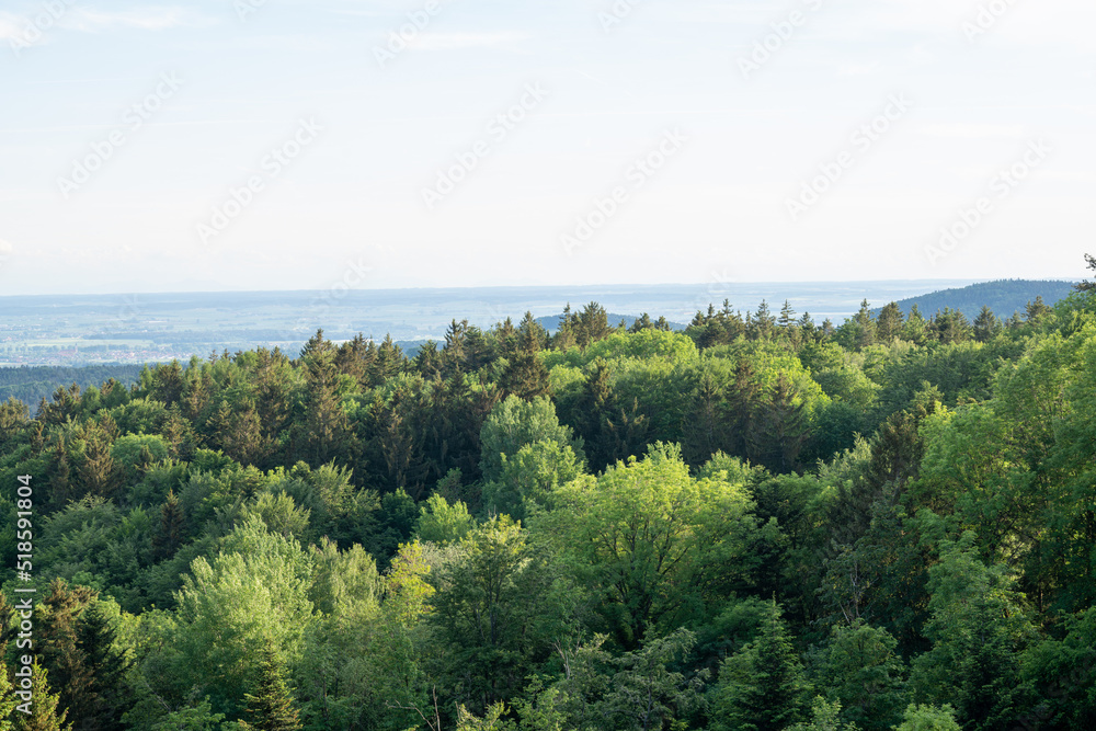 Forest areas in Germany photographed in the spring month of May