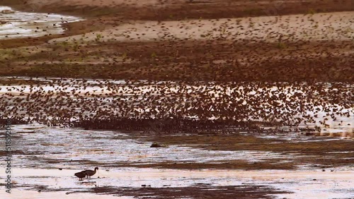 Red-billed Quelea flock flying above water at sunset in Kruger National park, South Africa ; Specie Quelea quelea family of Ploceidae photo