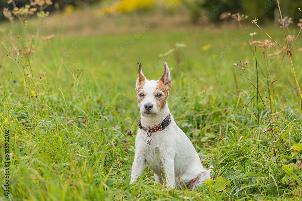 Picture of Parson Russell Terrier sitting in a meadow