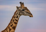 Portrait of a giraffe looking right and it´s slender neck with beautiful brown spots.
