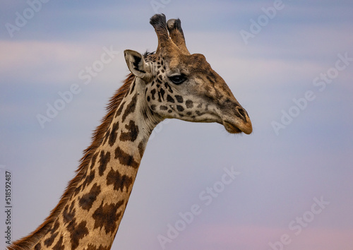 Portrait of a giraffe looking right and it  s slender neck with beautiful brown spots.