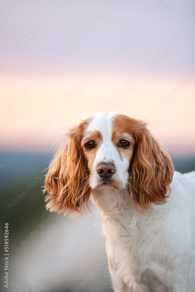 portrait of spaniel dog