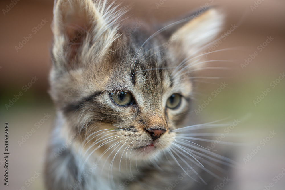 Portrait of a gray kitten. Close up domestic animal. Kitten at two month old of life