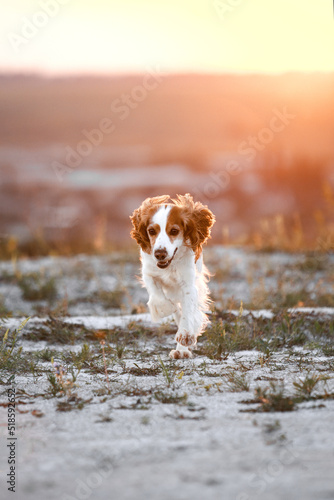 Fototapeta Naklejka Na Ścianę i Meble -  spaniel dog on the sunset beach