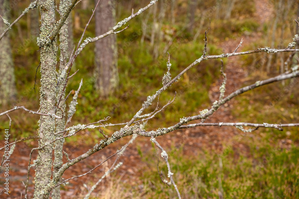 Natural Forest Background With Lichen On Tree Branches Natural Forest Background With Lichen On Tree Branches