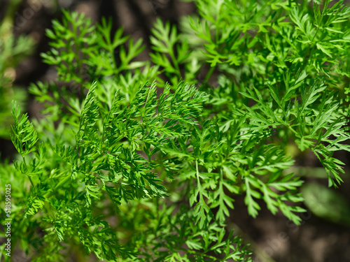 A close-up of green carrot tops in nature