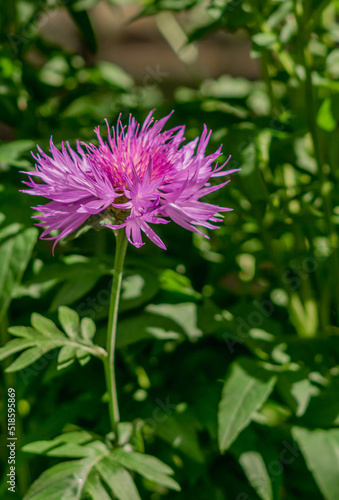 flowers in the garden