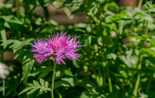 flowers in the garden