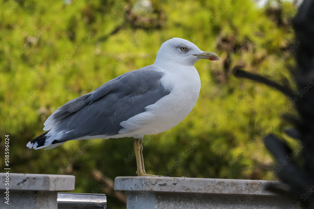 Obraz premium Dreizehenmöve