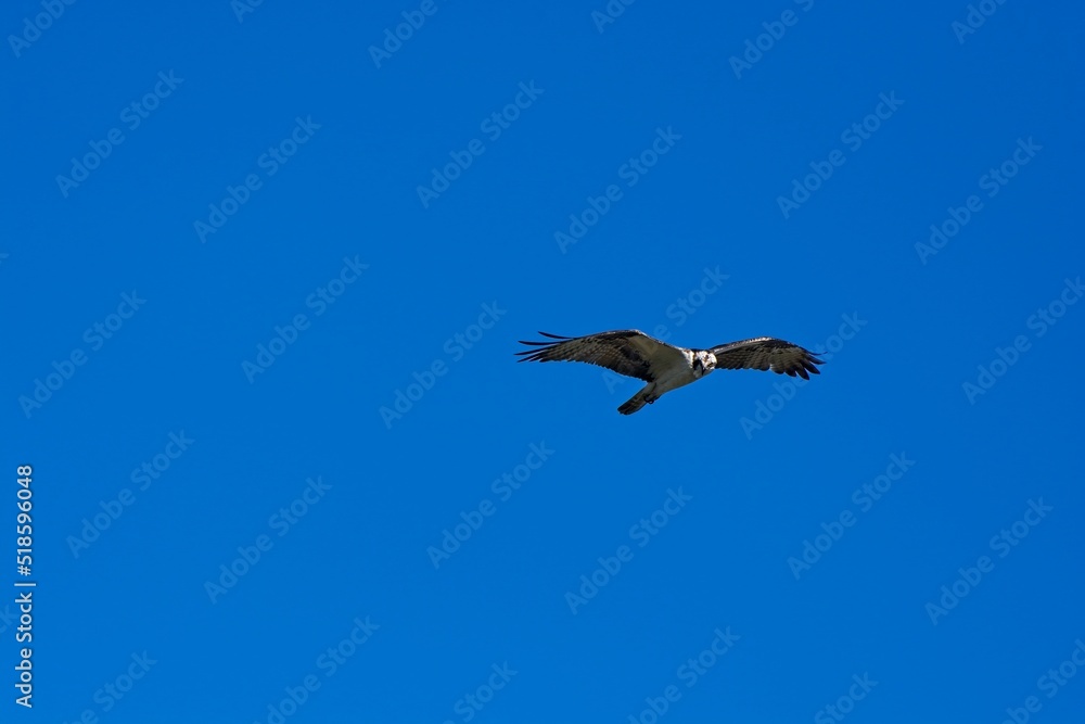 Osprey soaring high in blue sky above a lake Osprey soaring high in blue sky above a lake