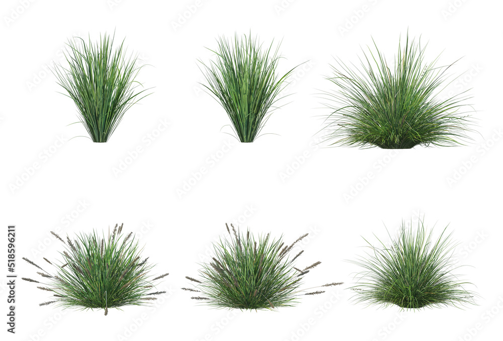 Grass on a white background Grass on a white background