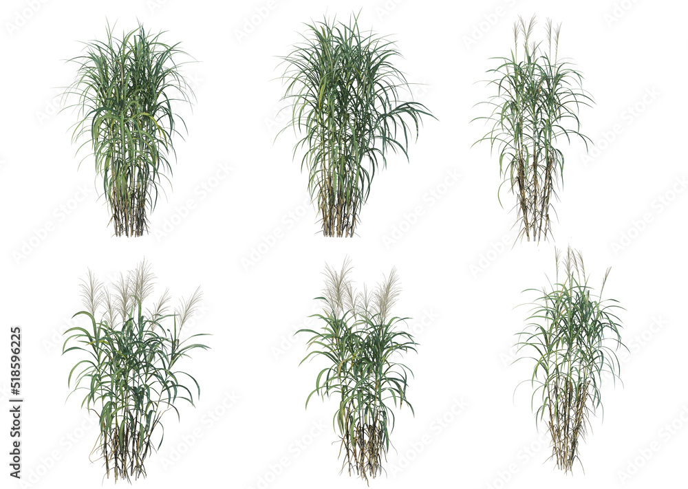 Grass on a white background Grass on a white background