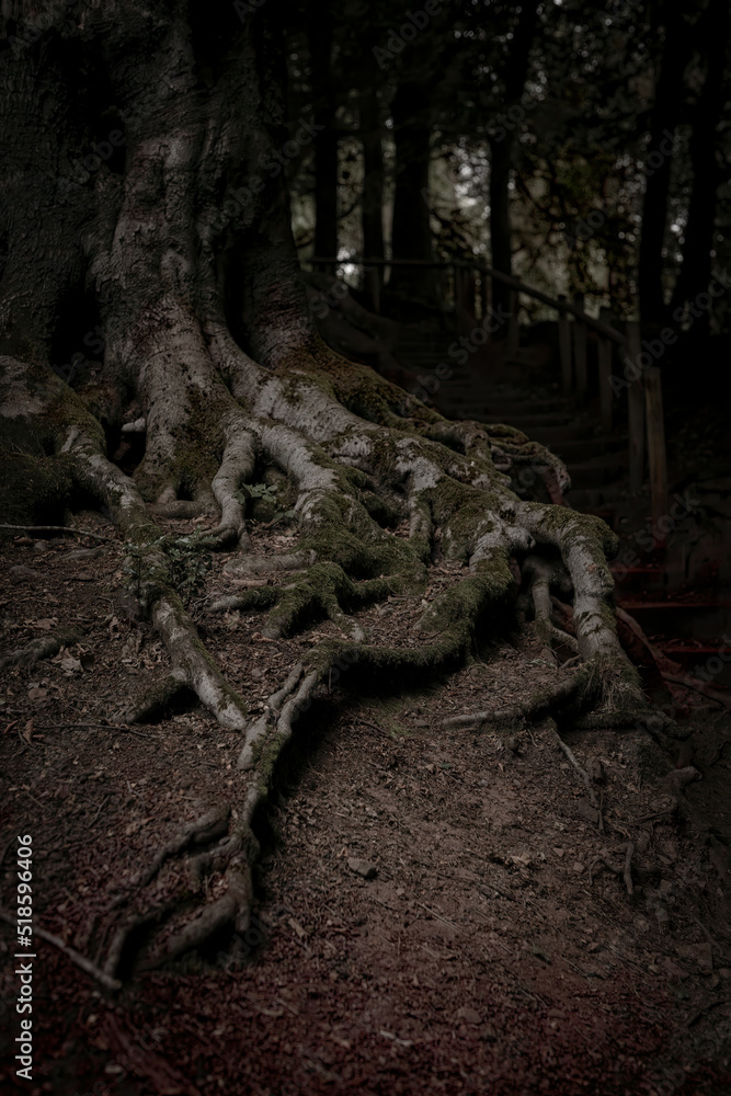 Old rustic tree in a dark woodland Old rustic tree in a dark woodland