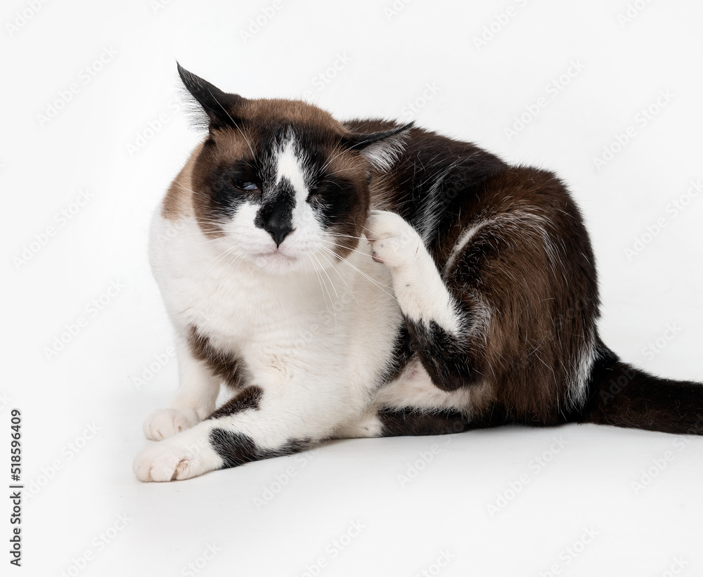 Mixed breed cat scratching itself in the studio by a white background