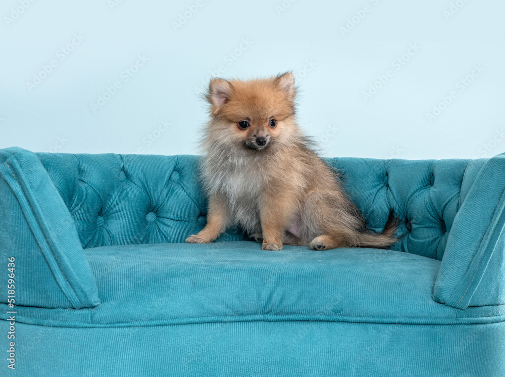 Spitz puppy dog on blue couch sofa by a blue background Spitz puppy dog on blue couch sofa by a blue background