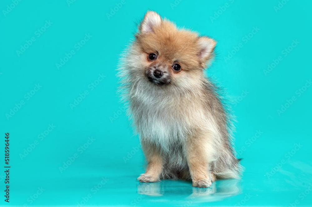 Spitz puppy dog posing and looking at camera in the studio by a blue background