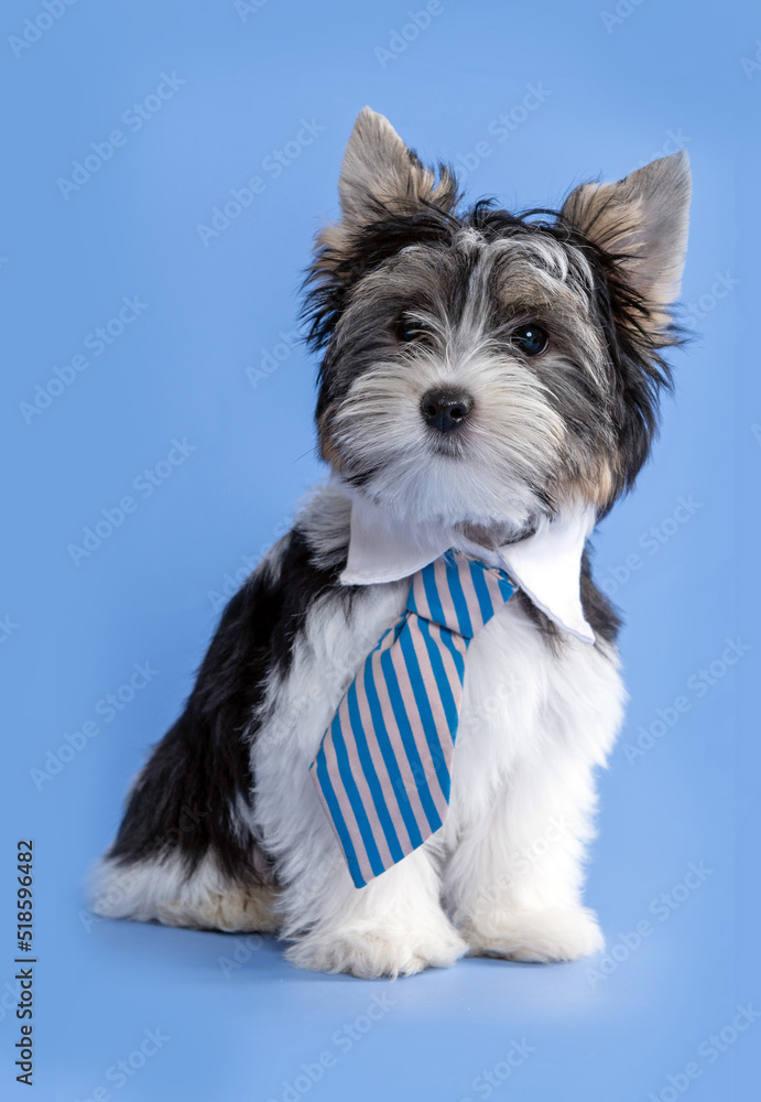 Biewer terrier puppy dog wearing tie posing in the studio by a blue background