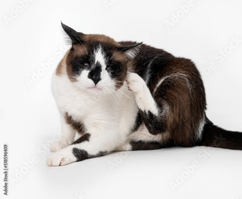 Mixed breed cat scratching itself in the studio by a white background © Elayne