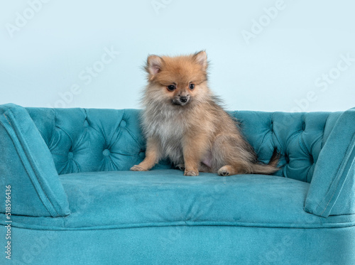 Spitz puppy dog on blue couch sofa by a blue background