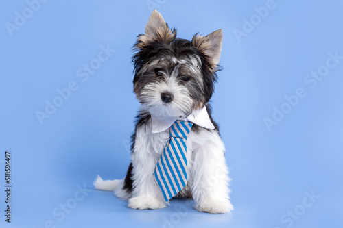 Biewer terrier puppy dog wearing tie posing in the studio by a blue background