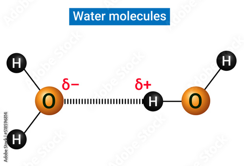 Water molecules joined by a hydrogen bond