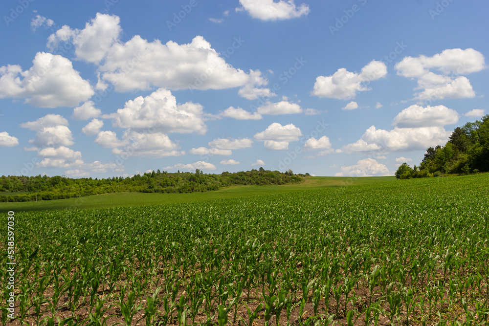 Rows of corn sprouts beginning to grow. Young corn seedlings growing in a fertile soil. An agricultural field on which grow up young corn. Rural landscape Rows of corn sprouts beginning to grow. Young corn seedlings growing in a fertile soil. An agricultural field on which grow up young corn. Rural landscape