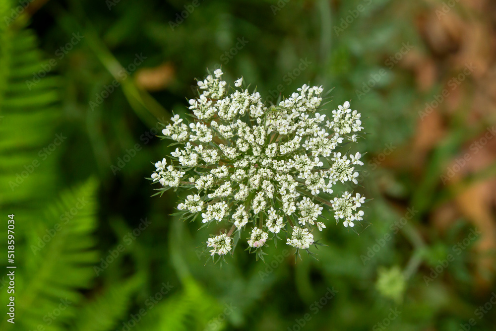 Wild carrot flowers Wild carrot flowers