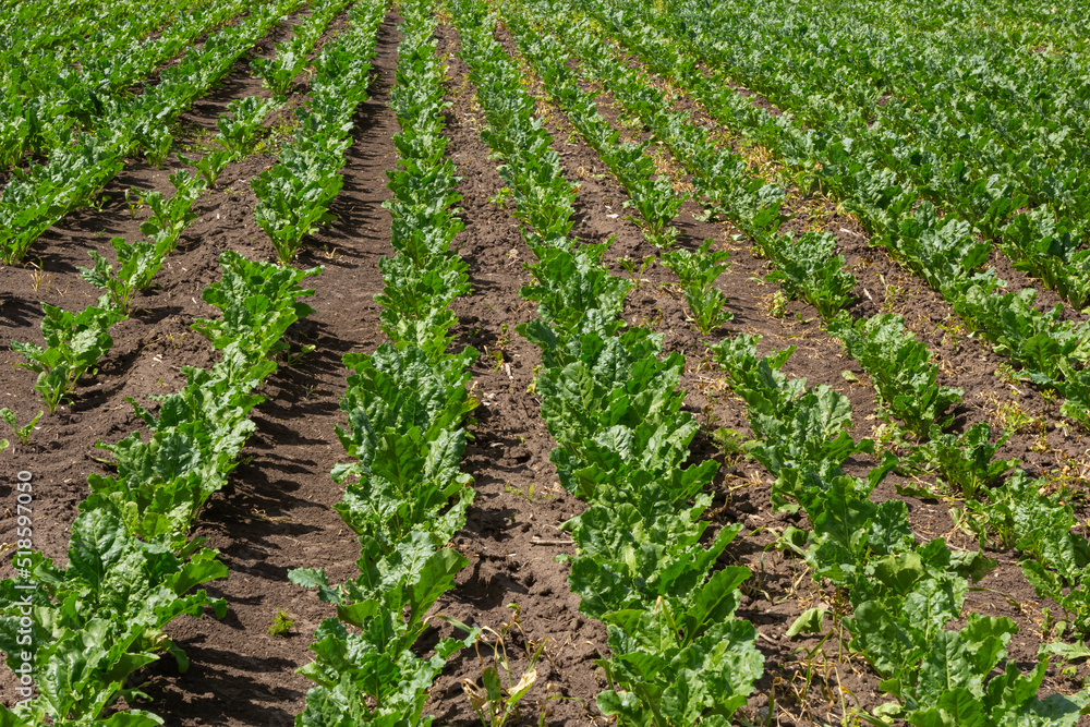 Agricultural scenery of of sweet sugar beet field. Sugar beets are young. Sugar beet field