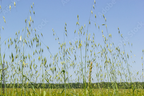 Field of young green Oats. Plantation of oats in the field - crop agricultural industry