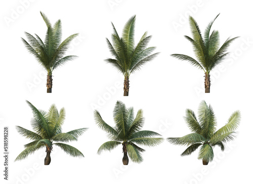Palm trees on a white background. © jomphon