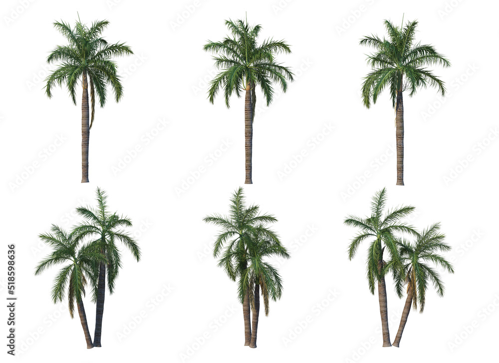 Obraz premium Palm trees on a white background.