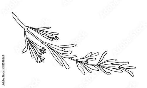 Sketch of Rosemary. Vector hand drawn illustration of kitchen herb in doodle style. Continuous black line