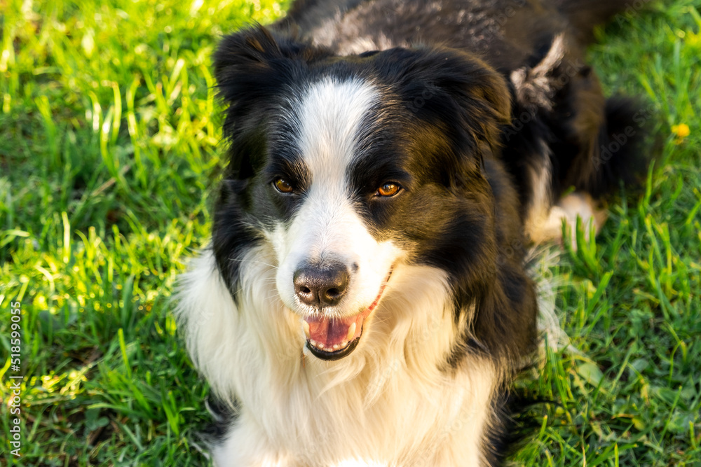 Pet activity. Cute puppy dog border collie lying down on grass outdoor. Pet dog with funny face resting playing outdoors. Walking in park with dog concept