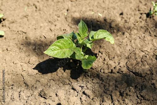 Young green potato sprout growing in soil, closeup