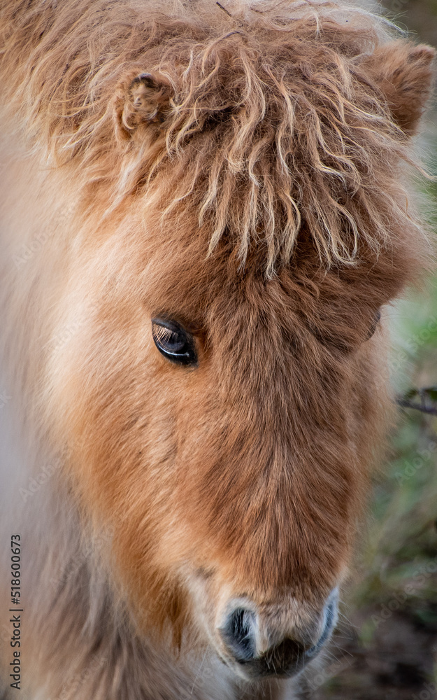 Pony de las Shetland Pony de las Shetland
