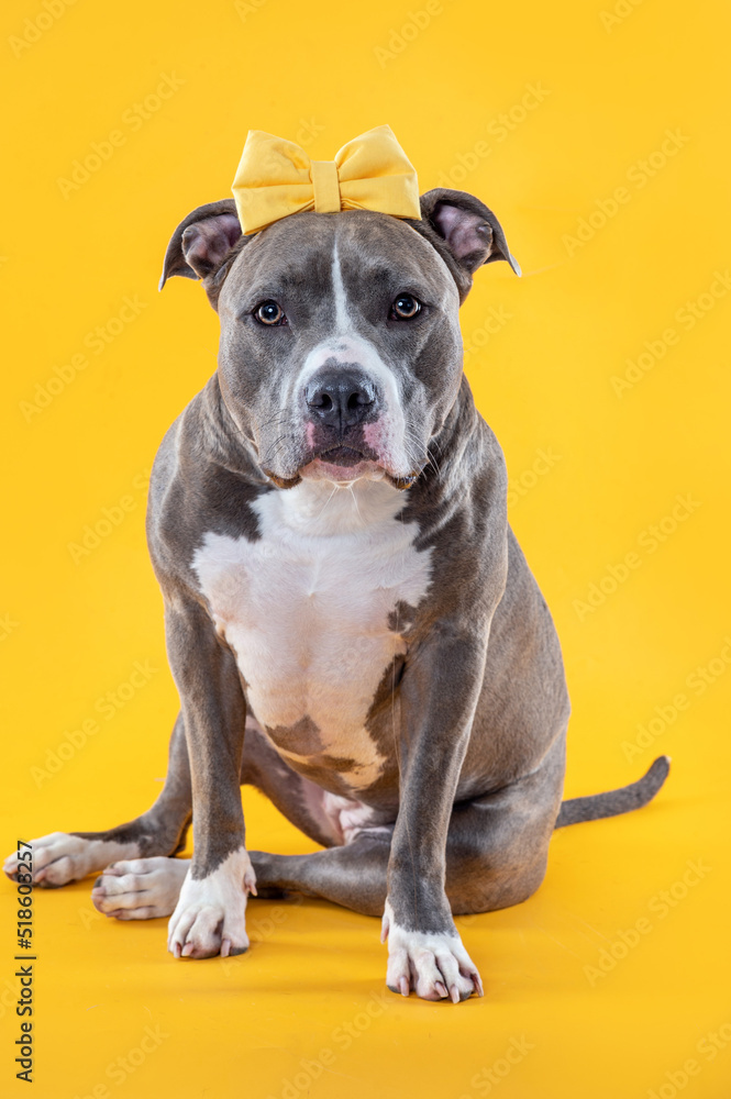 Portrait of American Stafforshire dog wearing yellow tie in the studio looking at the camera by a yellow background. Portrait of American Stafforshire dog wearing yellow tie in the studio looking at the camera by a yellow background.